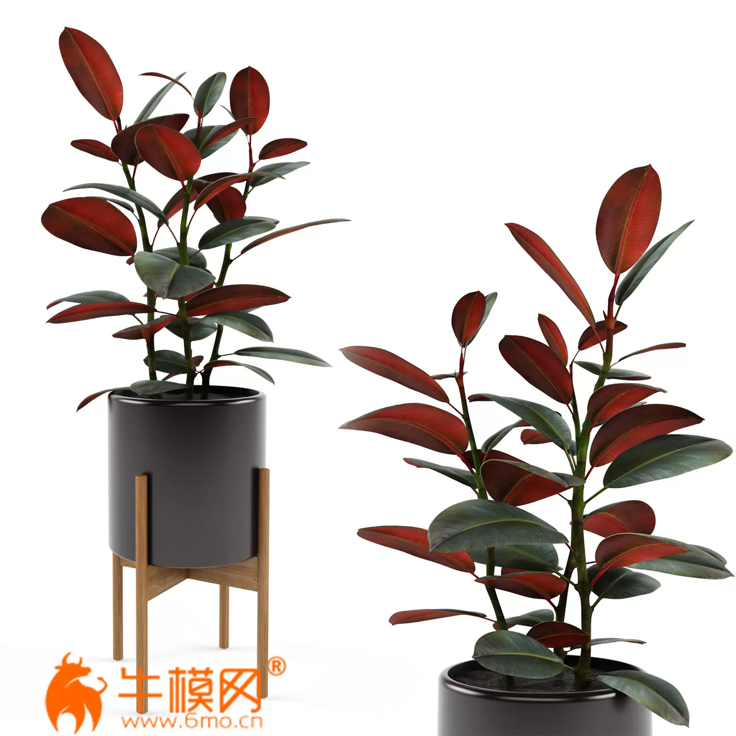 Ficus elastica Black Prince (max, fbx) – 1759