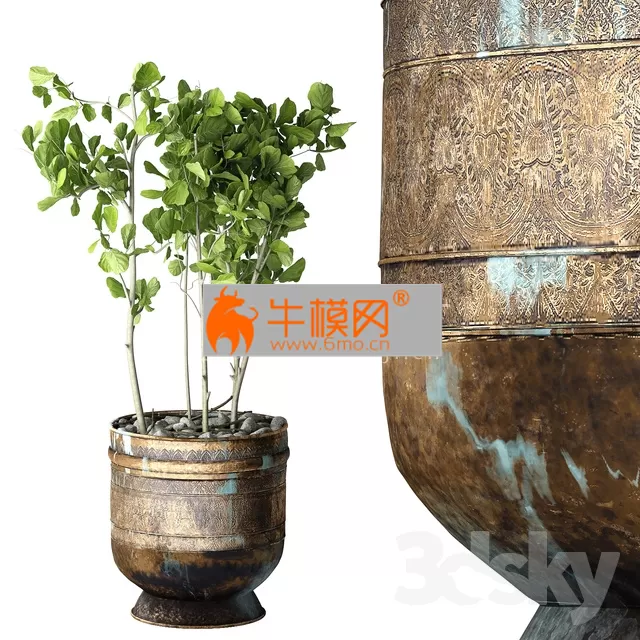 Ficus Lyrata – 1760