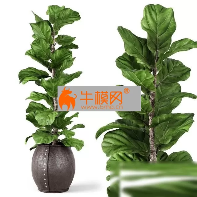 Ficus Lyrata 2 – 1761