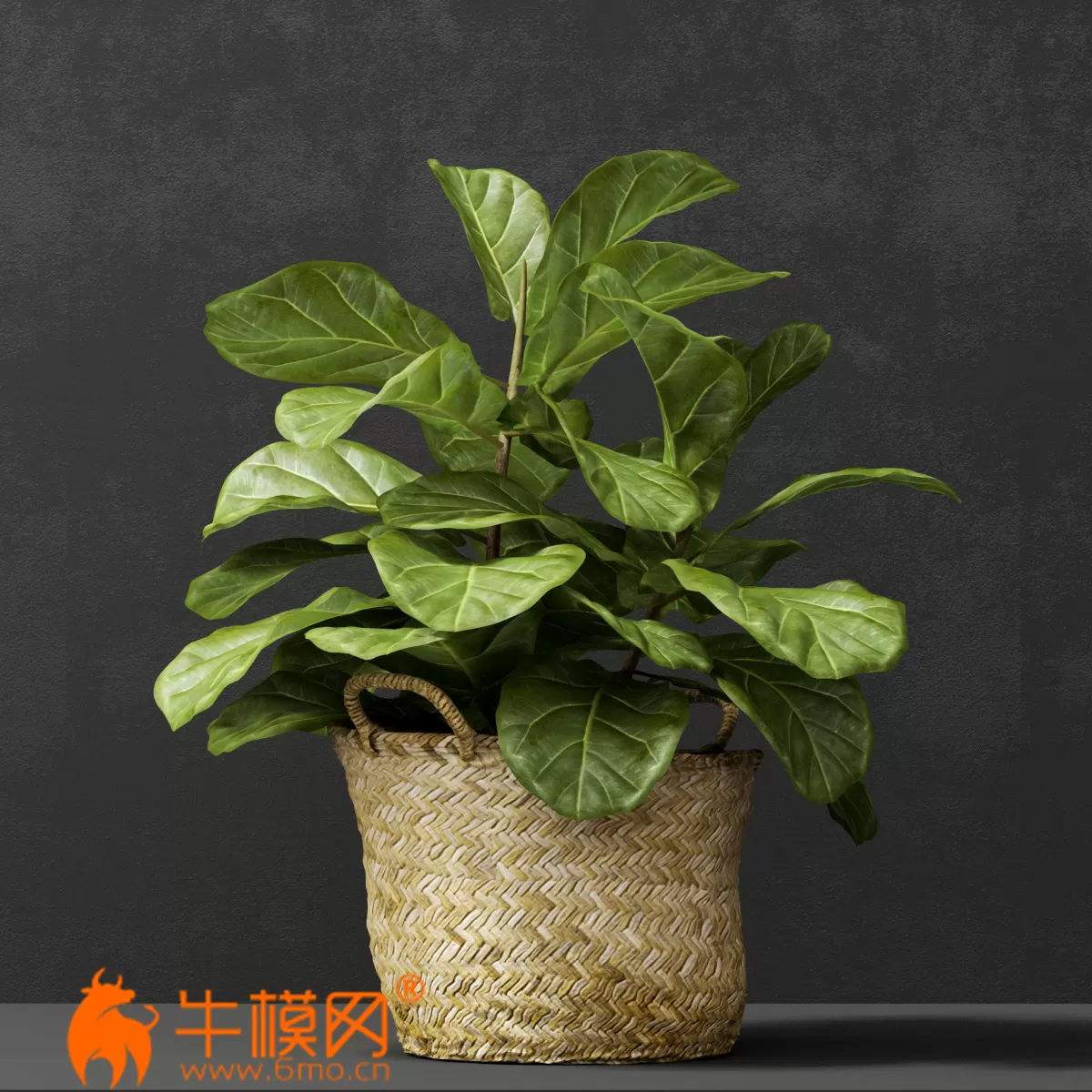 Ficus lyrata in wicker pot – 1763