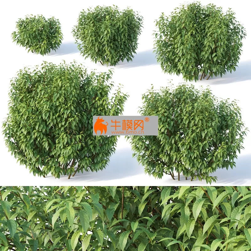 Forsythia 8 Summer 5 sizes – 1809 Forsythia 8 Summer 5 sizes – 1809