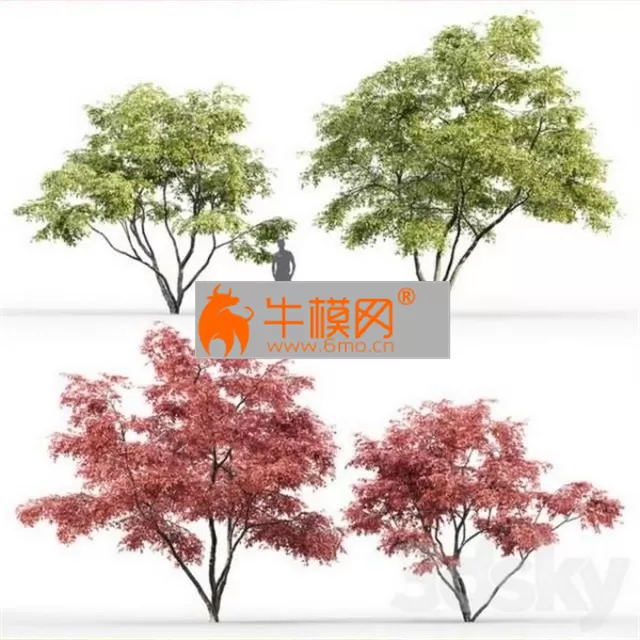 Ginnala Maple Acer Ginnala # 2 – 1863 Ginnala Maple Acer Ginnala # 2 – 1863