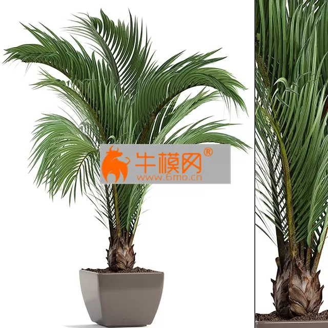 Hedyscepe canterburyana – 1937 Hedyscepe canterburyana – 1937