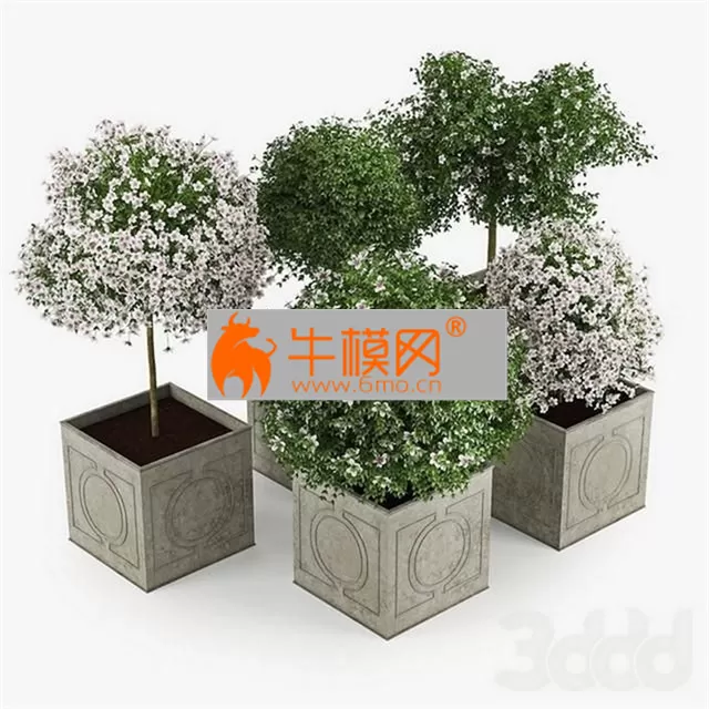 Hibiscus White – 1947 Hibiscus White – 1947