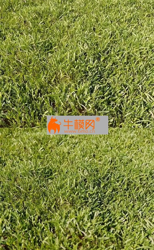 High Details Grass – 1949 High Details Grass – 1949