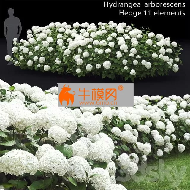 Hydrangea arborescens hedge – 1977