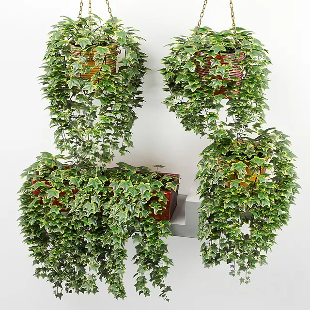 Ivy in pot – 2056 Ivy in pot – 2056