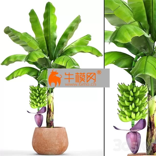 Japanese banana 1 – 2065 Japanese banana 1 – 2065