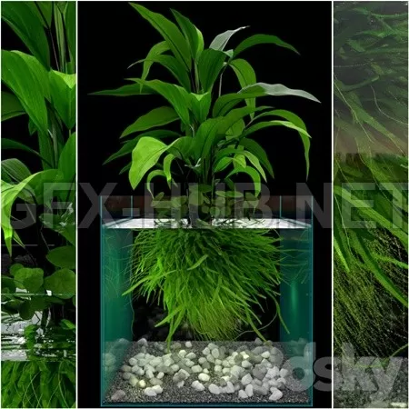 JC Seaweed Aquarium – 2067 JC Seaweed Aquarium – 2067