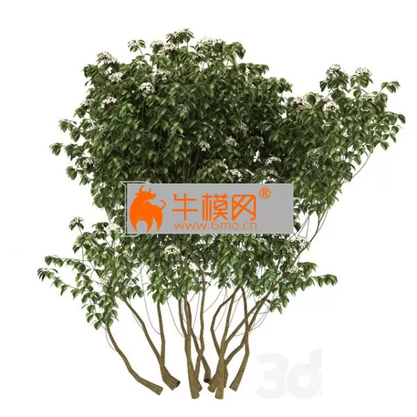 Kalina gordovina – 2080 Kalina gordovina – 2080