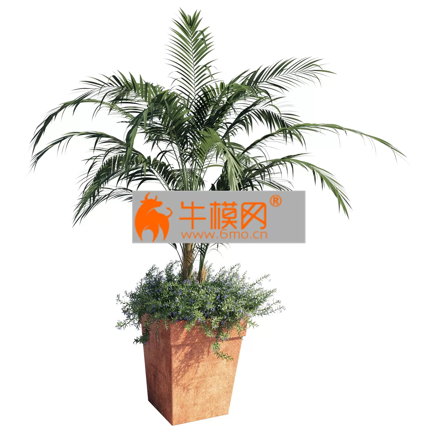 Kentia Palm – 2091 Kentia Palm – 2091