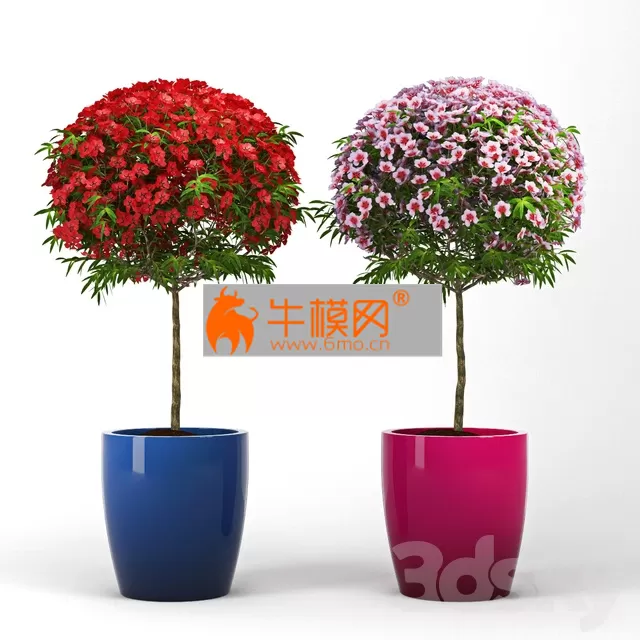 Leptospermum Topiary – 2161 Leptospermum Topiary – 2161