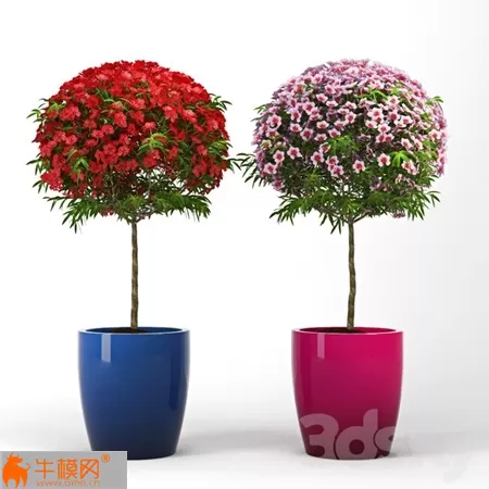 Leptospermum Topiary – 2162 Leptospermum Topiary – 2162