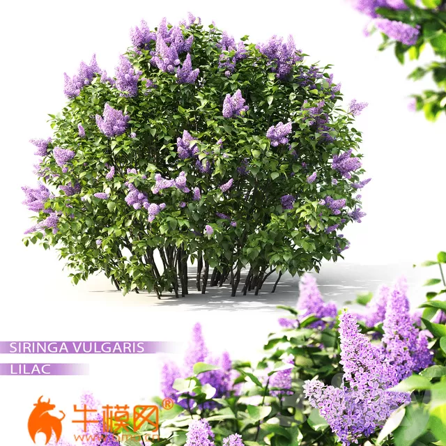 Lilac blooming No2 (Vray, Corona) – 2172 Lilac blooming No2 (Vray, Corona) – 2172