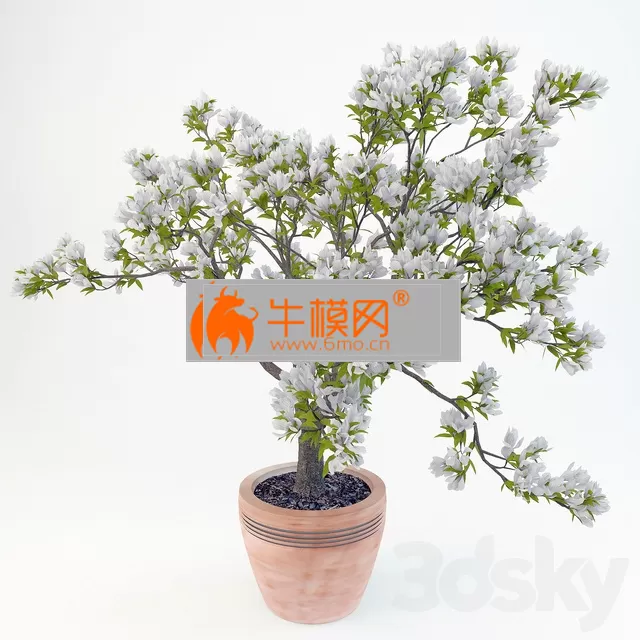 Magnolia Soulangeana – 2212 Magnolia Soulangeana – 2212