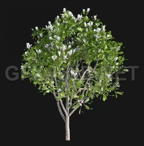 Magnolia Sulange Magnolia x soulangeana (max, fbx) – 2213 Magnolia Sulange Magnolia x soulangeana (max, fbx) – 2213