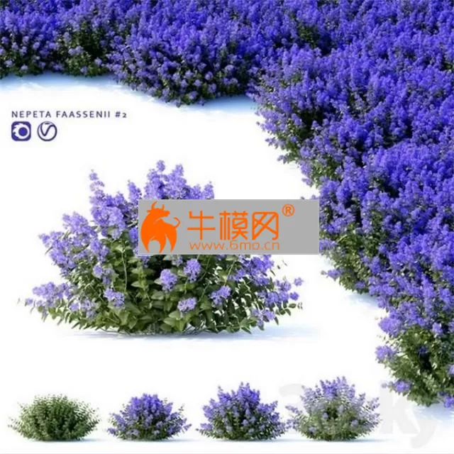 Nepeta fassenii # 2 – 2383