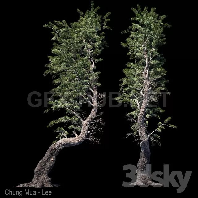 Pine Aleppo (Jerusalem) – 2506