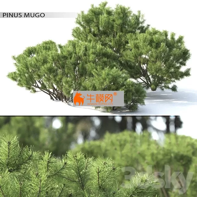 Pine mountain number 2 – 2507