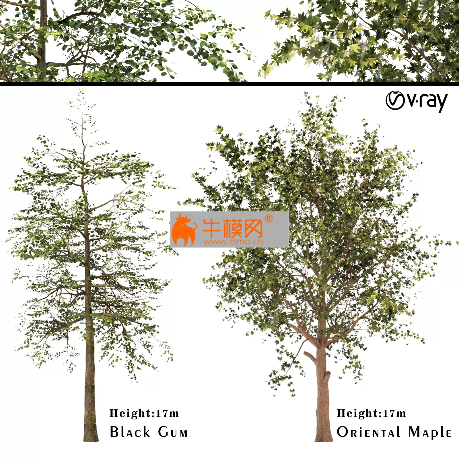 Plat orientalis – Black Gum or Nyssa sylvatica – 2511