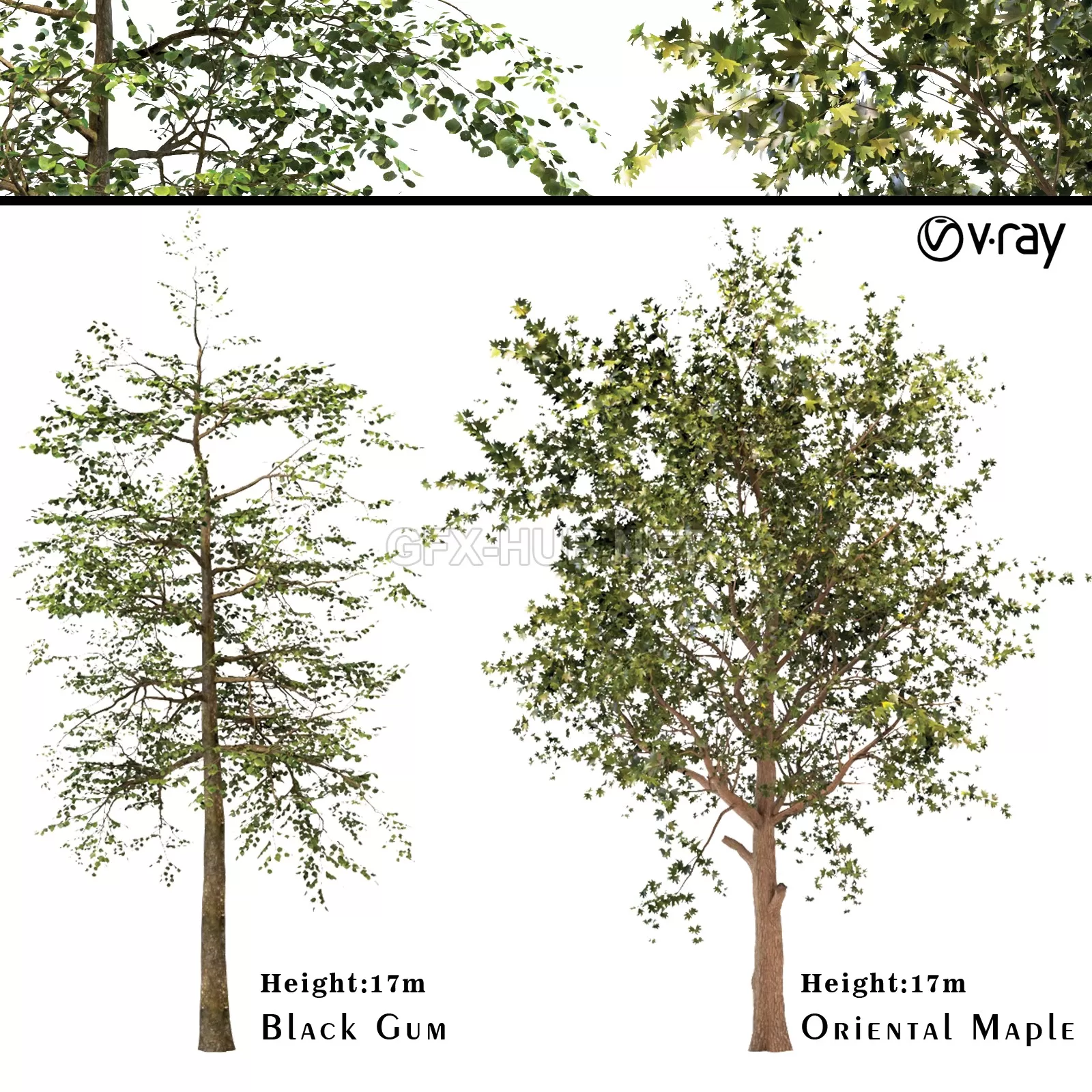 Platanus orientalis – Black Gum or Nyssa sylvatica – 2512