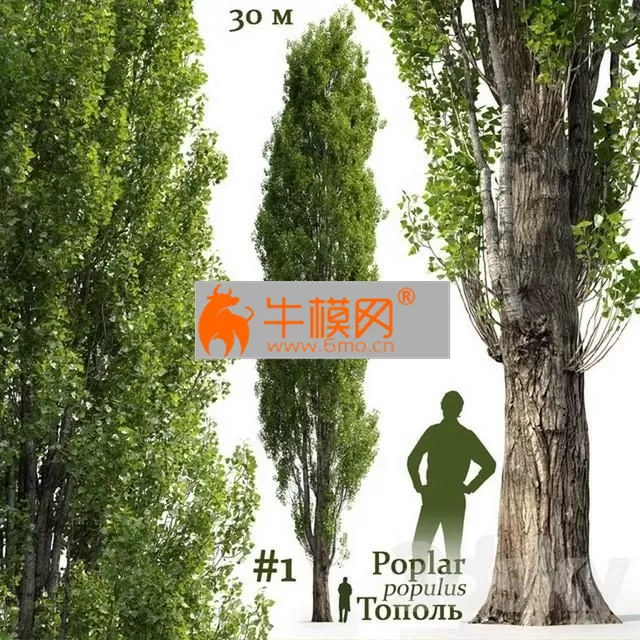 Poplar Populus #1 – 2538