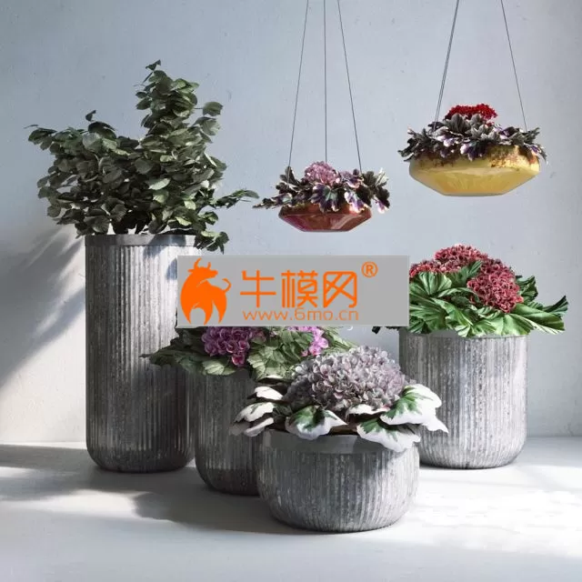 Pots from Pottery Barn, with geraniums – 2556