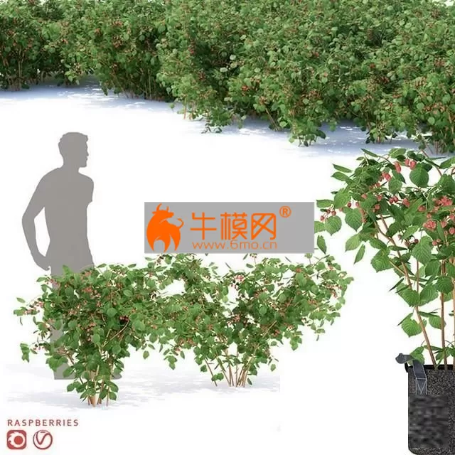 Raspberry bushes – 2619