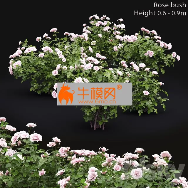 Rose Bush 5 – 2697