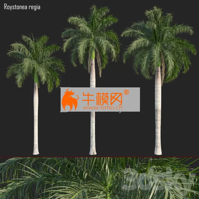 Roystonea Regia 01 – 2704