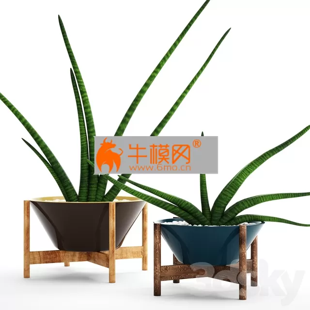 Sansevieria trifasciata, sansevieria cylindrica – 2720