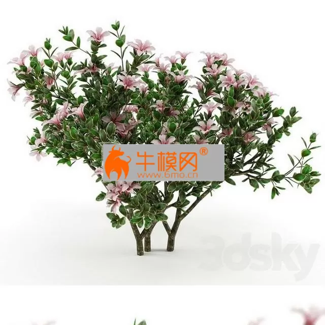 Serissa foetida flora – 2761