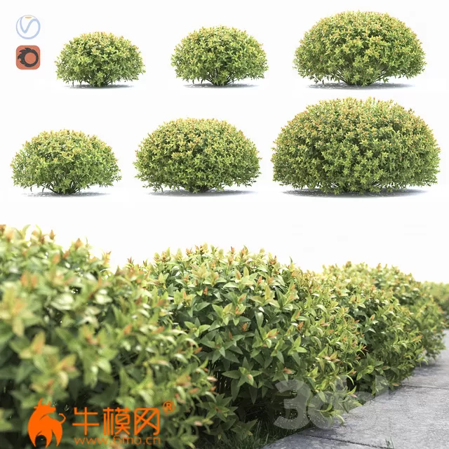 Spirea Japanese max 2013 (Corona) – 2907 Spirea Japanese max 2013 (Corona) – 2907