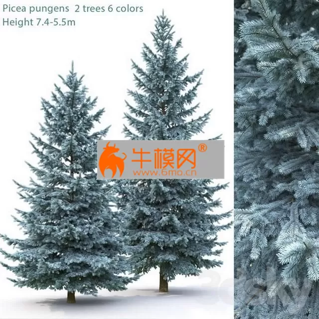 Spruce Picea pungens # 2 (7.4-5.5m) – 2911 Spruce Picea pungens # 2 (7.4-5.5m) – 2911