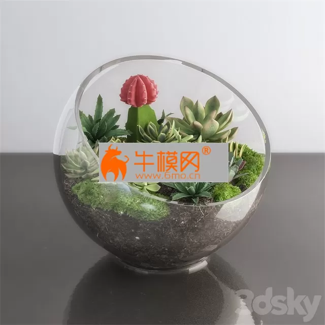 Succulents in glass bowl – 2950 Succulents in glass bowl – 2950