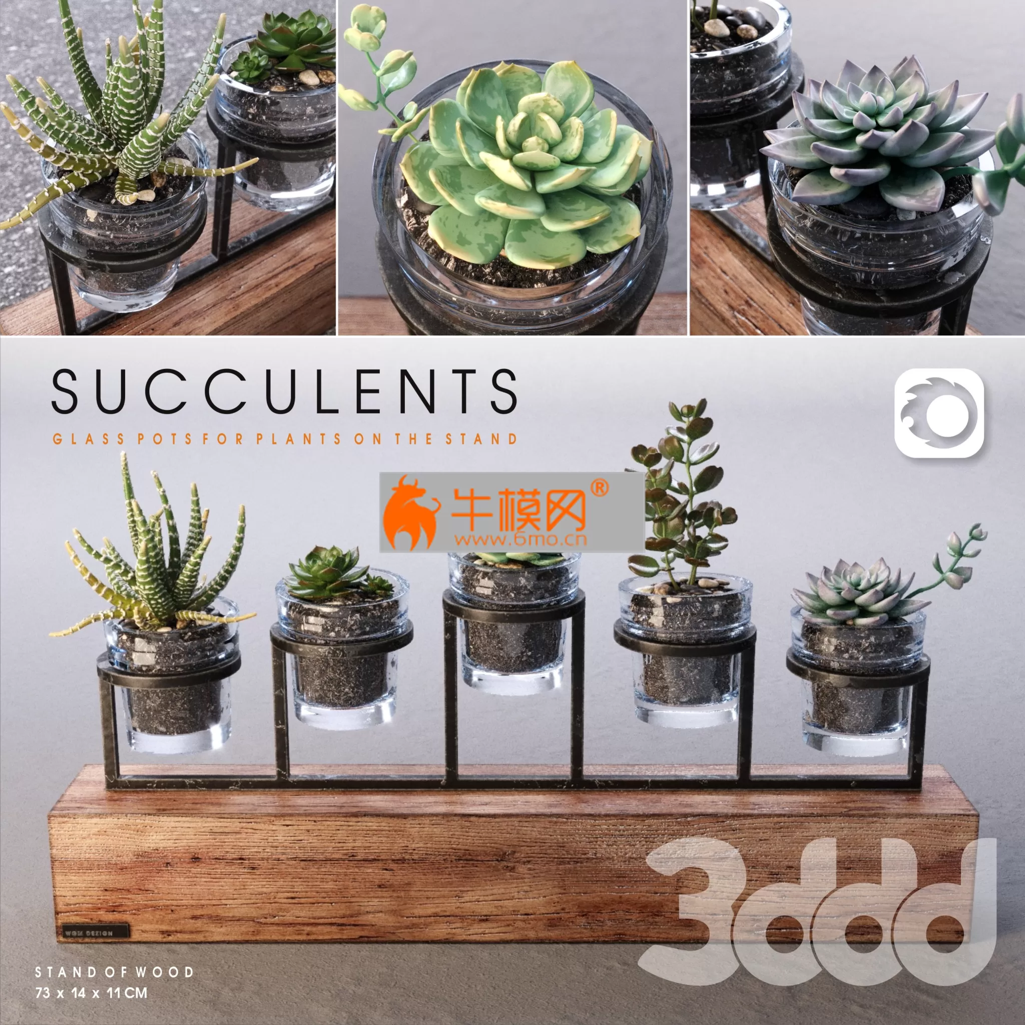 Succulents_set – 2951 Succulents_set – 2951