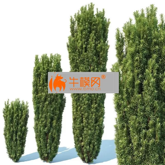 Taxus Baccata # 1 Fastigiata Robusta V2 – 2975