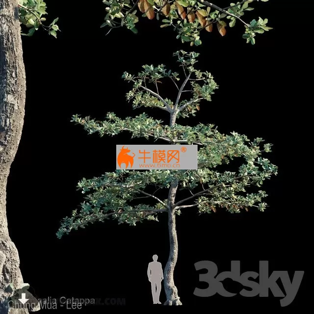 Terminalia Catappa_Var1 – 2983