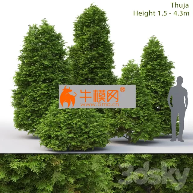 Thuja – 3007