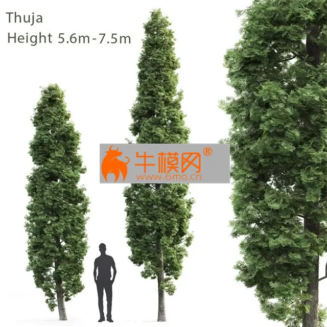 Thuja High – 3008