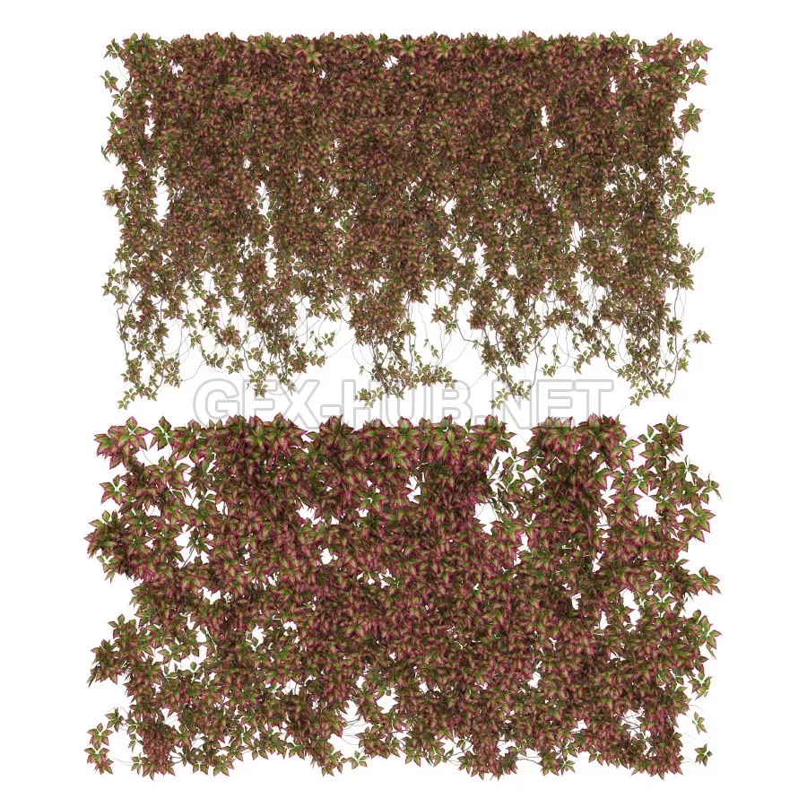 Wall of wild grapes leaves v3 (max, fbx) – 3137 Wall of wild grapes leaves v3 (max, fbx) – 3137
