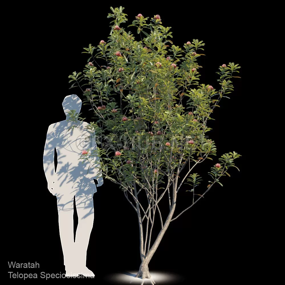 Waratah Telopea speciosissima var 2 – 3142 Waratah Telopea speciosissima var 2 – 3142