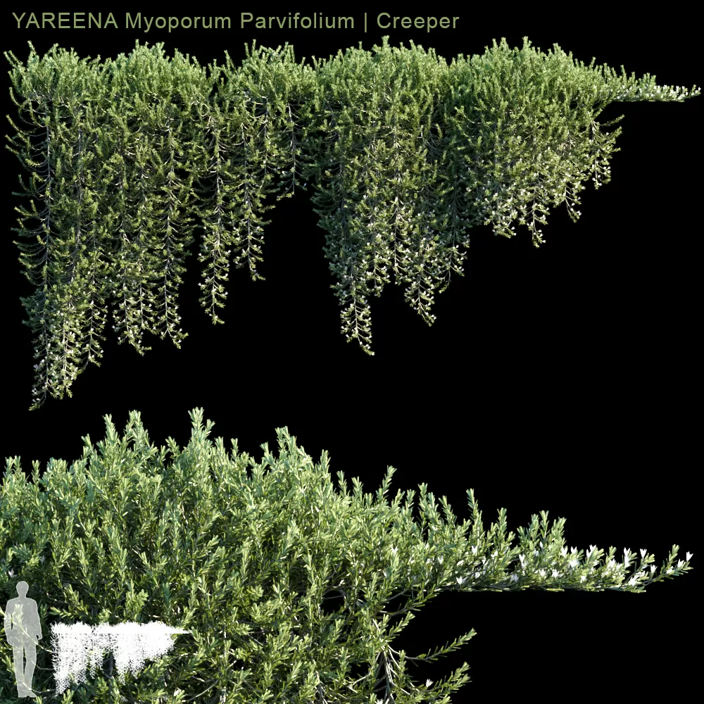 YAREENA Myoporum Parvifolium creeper, 5 module (max, fbx) – 3212