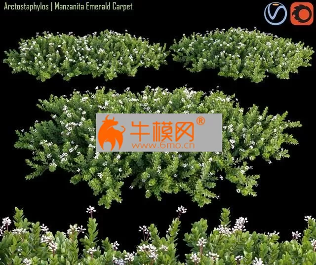 Arctostaphylos Manzanita Emerald Carpet # 2 – 3874