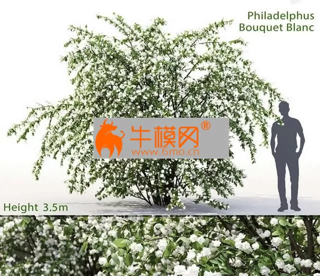 Philadelphus Bouquet Blanc # 2 Jasmine – 4823