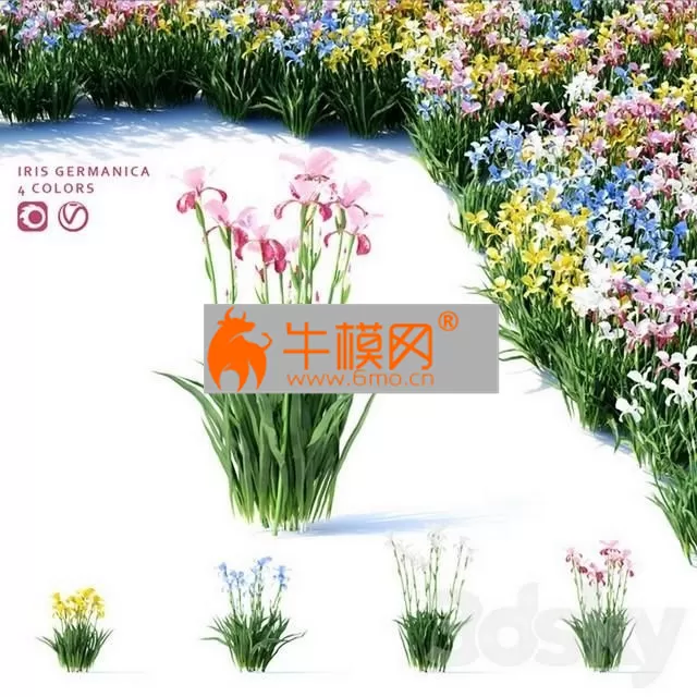 Bearded iris flowers  Iris germanica 4 colors – 4956