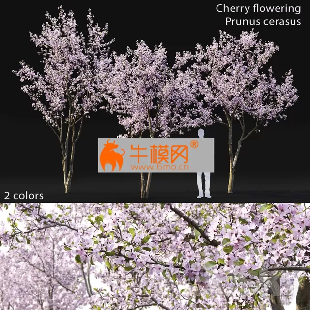 Cherry flowering Height 5.1 E 6.1 m – 4966
