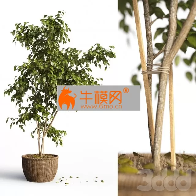 Benjamin plant – 5663