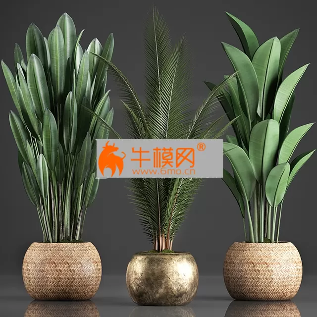 Collection of 360 Plants – 5673