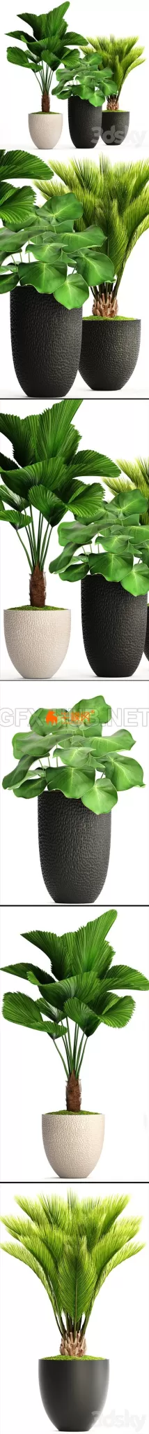 Collection of plants 116 – 5678